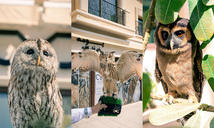  You Can Drink Coffee By Seeing Owls In Dubai Cafe ,  Owl Cafe, Viral Latest, Vir-TeluguStop.com