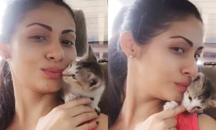  Actress Sadha Liplock With Cat Video Viral, Actress Sadha, Sadha Liplock With Ca-TeluguStop.com