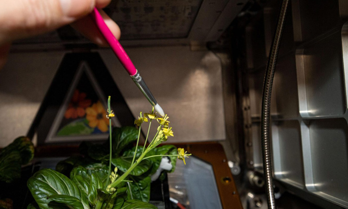 Telugu Dwarf, Leafygreens, Harvest, Leafy, Leafy Greens, Nasa, Space, Vegetables