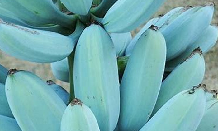  Blue Banana Same Like Venila Ice Cream Taste,venilea Flover-TeluguStop.com