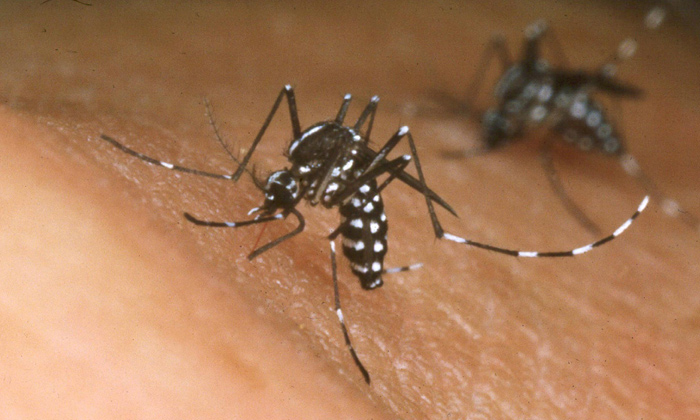  Zika Virus Come To America, America, Zika Virus, New Type Mosquitoes-TeluguStop.com