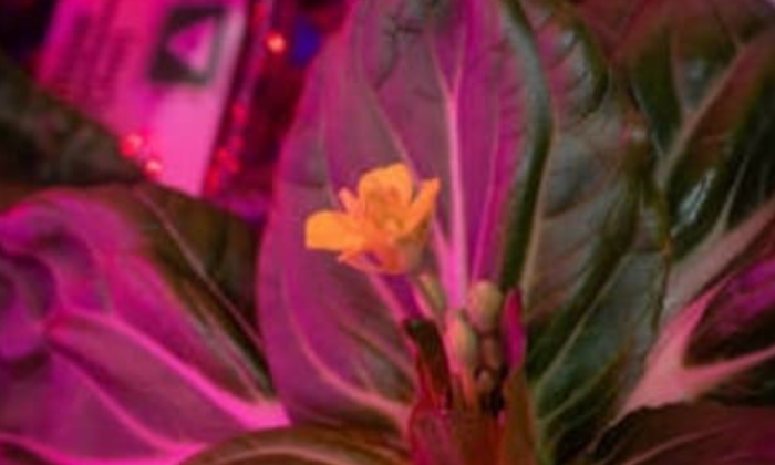  Fresh Leafy Greens Grown On The International Space Station, Leafy Greens, Int-TeluguStop.com