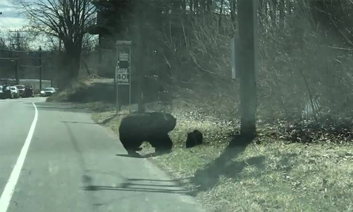  Viral Bear Difficulties To Cross The Road With The Children , Viral News In Inte-TeluguStop.com