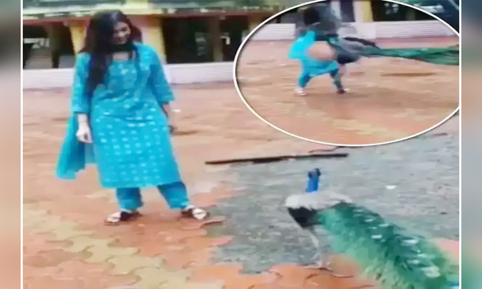  Viral Video Peacock Attacking Bigg Boss Star Divangana Suryavanshi , Viral News,-TeluguStop.com