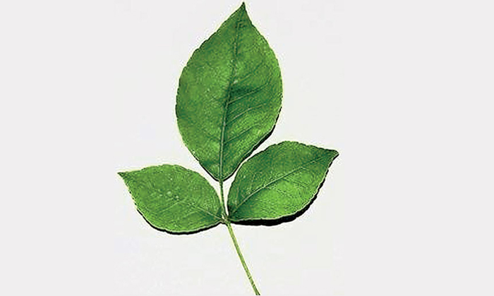  Benefits Of Indian Bael Tree In Home And Rules Of Cutting Bael Leaves , Bael Tre-TeluguStop.com