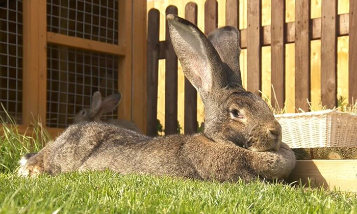  World Biggest Rabbit Stolen In England, England, Guinnis Record Rabbit, Stolen,-TeluguStop.com