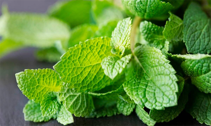  Mint Leaves Help To Reduce Snoring Problem! Mint Leaves, Snoring Problem, Benefi-TeluguStop.com