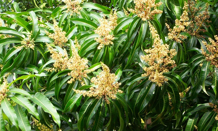 Mango Flowers Help To Reduce Mouth Ulcer! Mango Flowers, Reduce Mouth Ulcer, Mou-TeluguStop.com