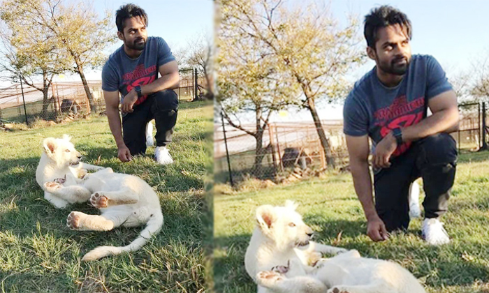  Sai Dharam Tej Pic With His Pet Cubs Photo Viral, Sai Dharam Tej, Republic Movie-TeluguStop.com