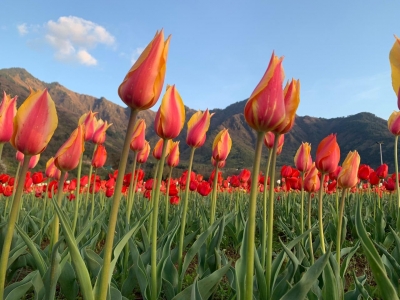  Tulips Add Magical Colours To Kashmir’s Landscape As Weather Remains Dry-TeluguStop.com