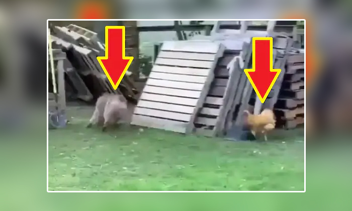  Viral Video Hen Chasing The Dog In A Funny Way , Viral Video, Viral Latest, Soci-TeluguStop.com