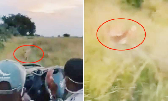  Viral Video Jungle Safari Tourists Saw The Lion Hunting In Live From Jeep , Lion-TeluguStop.com