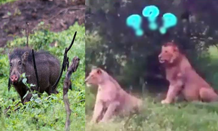 Viral Video Wild Boars Chasing Lions Viral Videos, Viral Videos In Internet ,-TeluguStop.com
