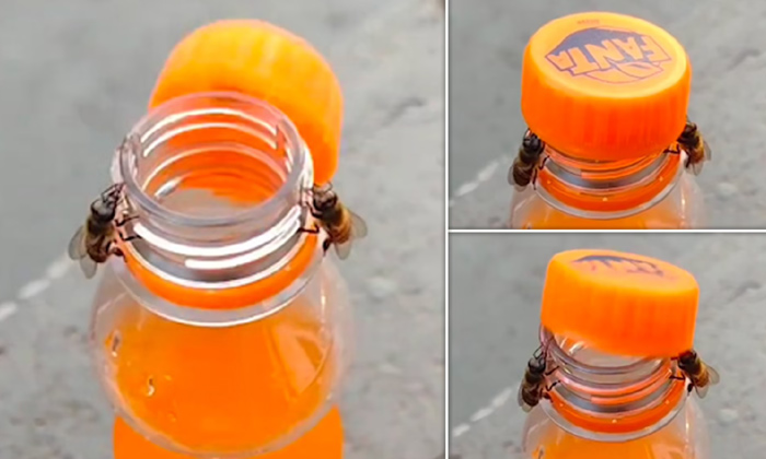  Bees Uncap Fanta Bottle Viral Video, Bees , Bees Opened Fanta Bottle Cap, Socia-TeluguStop.com