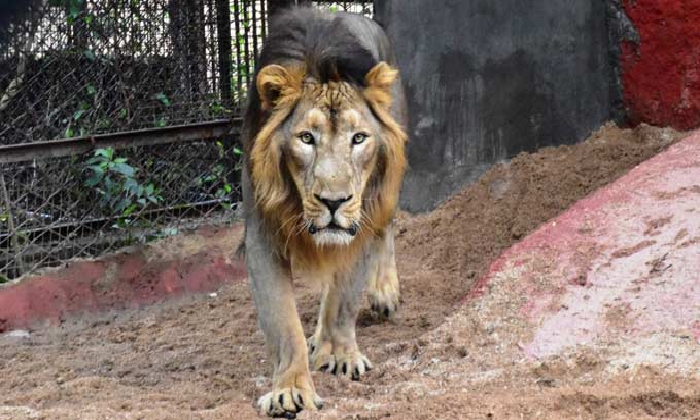  8 Lions Were Identified With Corona Symptoms In The Zoo-TeluguStop.com