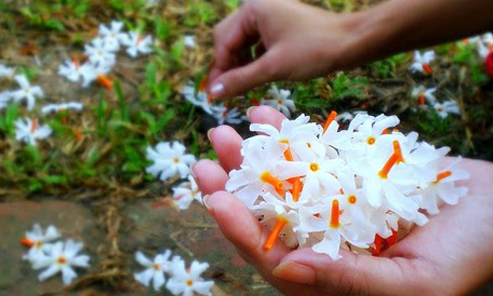 Telugu Bhagavadgita, Flowers, Lard Srikrishna, Flowers God, Pooja-Telugu Bhakthi