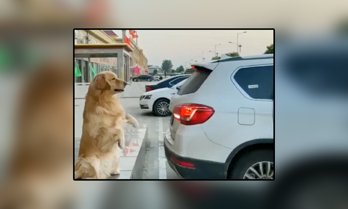  Viral Video Dog Duty In Vehicle Parking , Viral News, Viral Video In Internet, D-TeluguStop.com