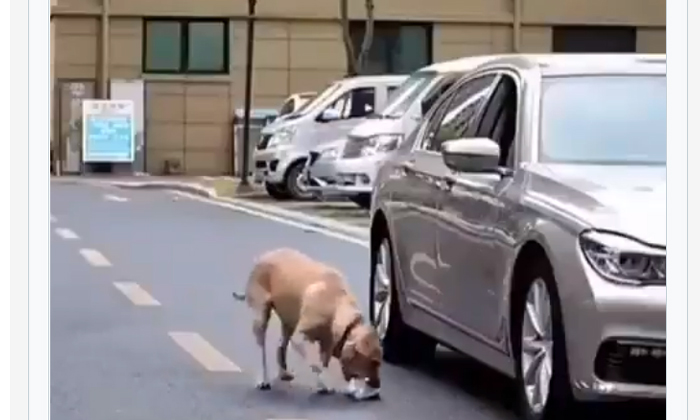  Viral Video A Dog Doing That And Teaching People A Lesson, Viral Video, Viral V-TeluguStop.com