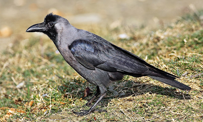 Telugu Bad Luck, Crow, Crow Touches, Bath, Hindu Mythology, Hindu, Shaneeswara,