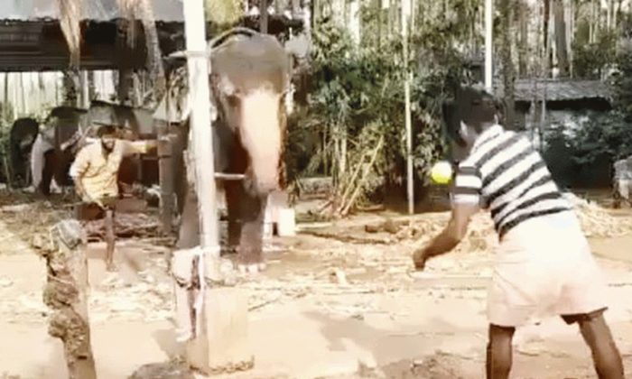  Viral Video: How Well Does This Elephant Play Cricket  Elephant, Playing, Cricke-TeluguStop.com