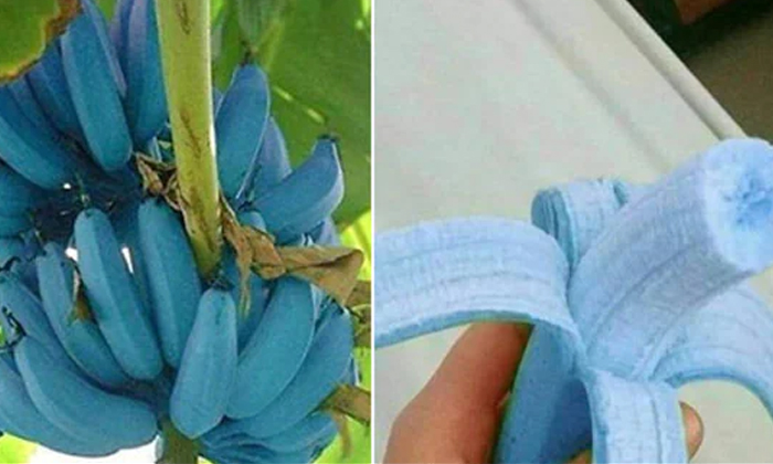  Have You Ever Seen Such Blue Banana Teeth Blue Banana, Farming, Viral, Health C-TeluguStop.com