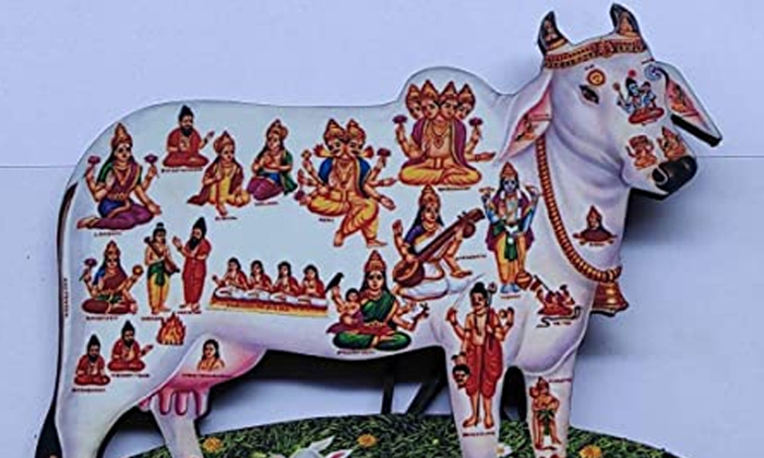  Interesting Facts About Gomatha Puja Cow, Gomatha Pooja, Hindu Tradition, Gods,-TeluguStop.com