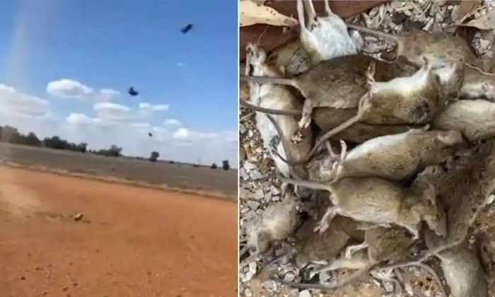  Have You Ever Seen The Mice Raining In Australia New South Wales , Mice Rain, Vi-TeluguStop.com