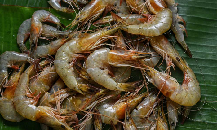  Prawns Help To Get Rid Of Forgetfulness! Prawns, Forgetfulness, Benefits Of Praw-TeluguStop.com