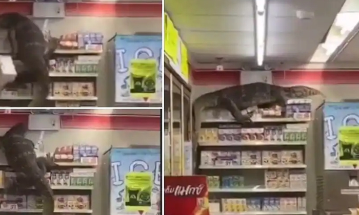  Viral Video Rakasi Lizard Entering The Supermarket, Viral News, Viral Videos ,-TeluguStop.com
