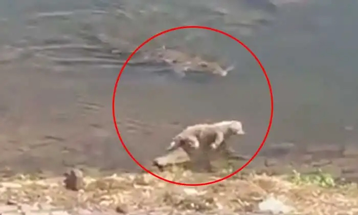  Viral Video A Crocodile Eaten A Dog Alive In Chambal River,  Crocodile, Dog, Vir-TeluguStop.com