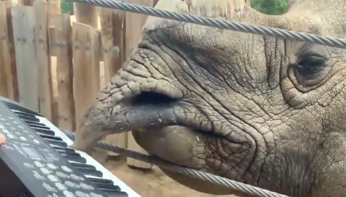 Viral Video A Rhinoceros Played Keyboard On Its Birthday , Rhino Birthday, Celeb-TeluguStop.com