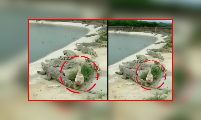  Viral Video Duck Brilliantly Escapes From Crocodile Trap , Viral, Viral Video, S-TeluguStop.com