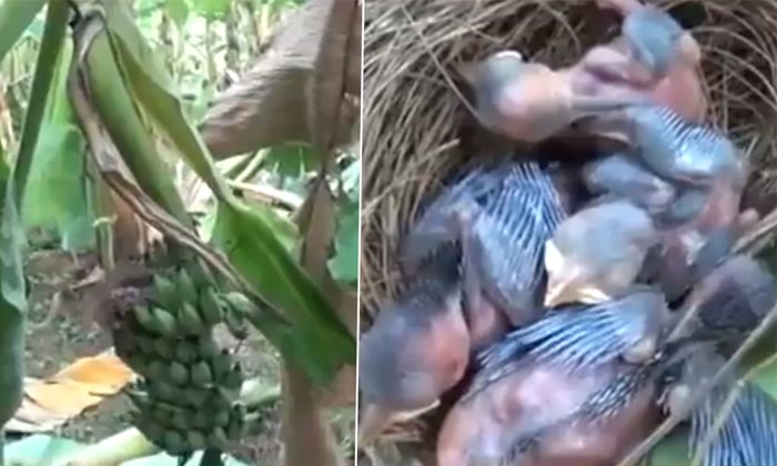  Viral Video Elephants In Tamilnadu Trash Out All Banana Trees Except With Birds-TeluguStop.com