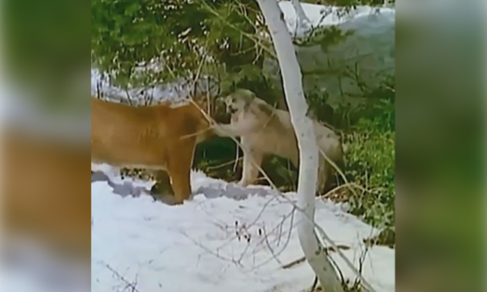  Viral Video Mountain Lion Forest Cat Fight At Last , Canadian Lynx ,mountain Lio-TeluguStop.com