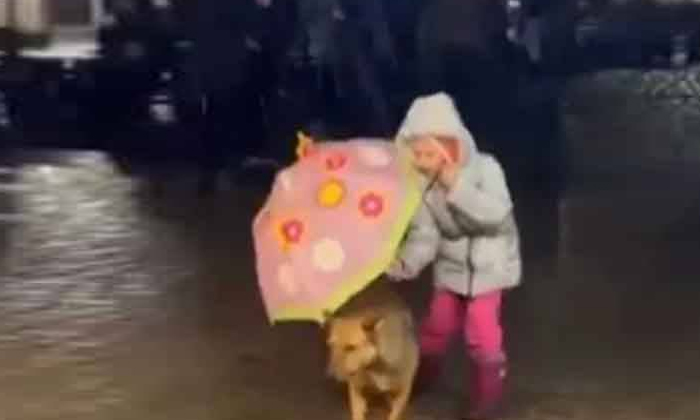  Viral Video  Dog Stomping On The Road In Heavy Rain  What Did That Child Do With-TeluguStop.com
