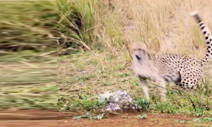  Viral Video  Leopard Relaxing  Crocodile In The Meantime, Viral Video , Viral Vi-TeluguStop.com