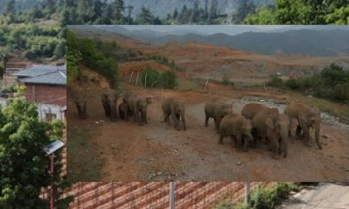  Villagers Are Imprisoned Every Day To Protect Themselves From Elephants Chhatt-TeluguStop.com