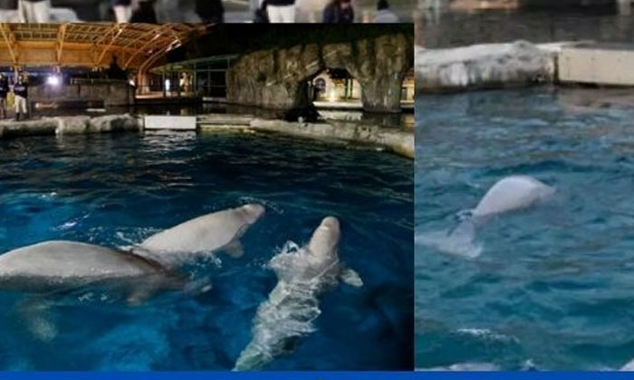 Viral: Chance Of Naming Whales Aquarium, Auctions , Chance ,name, 3 Whales , Kan-TeluguStop.com