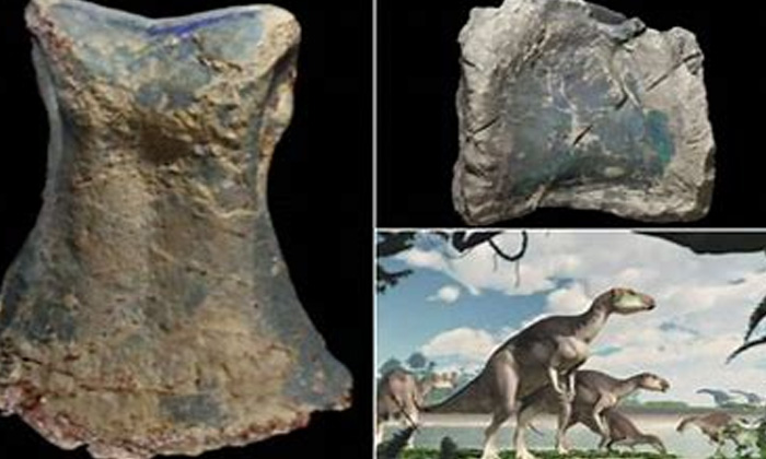  Dinosaur, Bones, Found, Australia Scientific, Viral Latest, News Viral, Latest V-TeluguStop.com