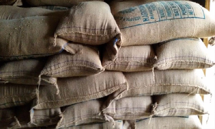  Fake Paddy And Maize Seeds Worth Rs 5 Crore Seized In Telangana-TeluguStop.com