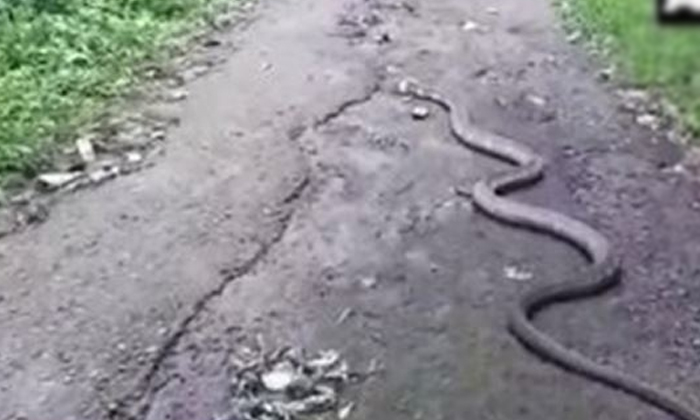  Have You Ever Seen Such A Big Rare Cobra Huge Cobra Spotted, Viral Viral , Vira-TeluguStop.com