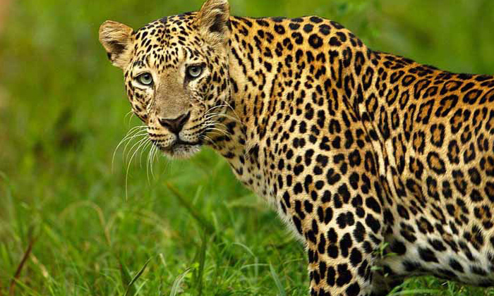  Nirmal District Leopard Roaming Public Panic, Nirmal District ,leopard, Leopard-TeluguStop.com