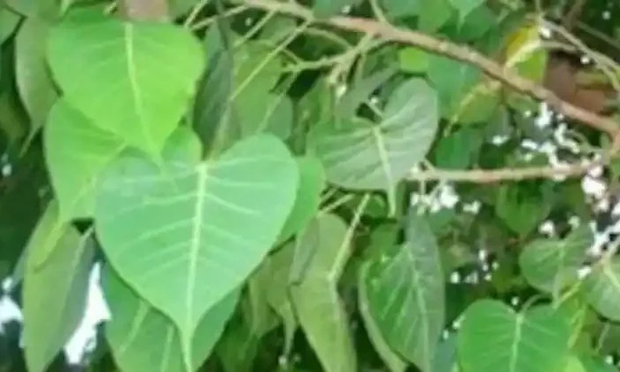  Peepal Tree, Benifits, Health Care, Helath Tips, Health Benifits,health Tips-TeluguStop.com