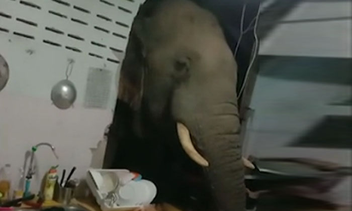  Viral: Elephant Snuck Into The Kitchen Finally Viral, Elephant, Kichten, Ente-TeluguStop.com