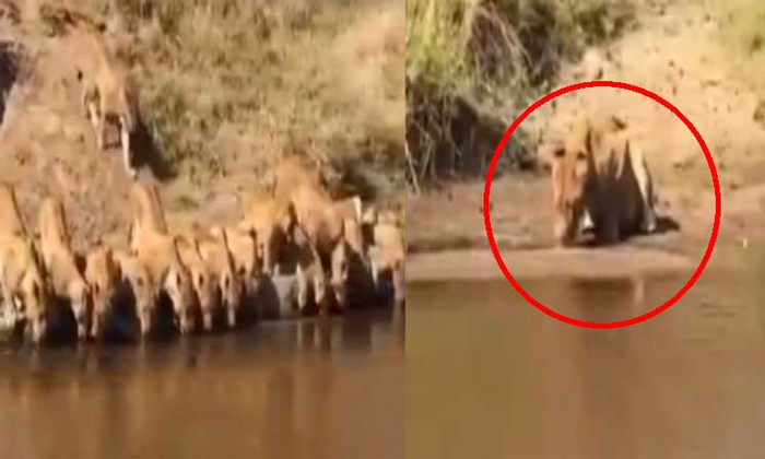  Anand Mahindra Shared A Video Of Lion Drinking Water Alone,  Lion, Water, Drinki-TeluguStop.com