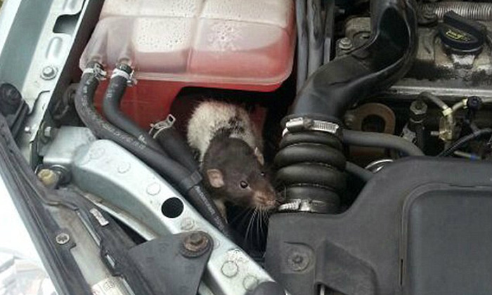  Bonnet, Engine, Strange Sound, Rat , Viral News, Viral Latest,edin Burg-TeluguStop.com