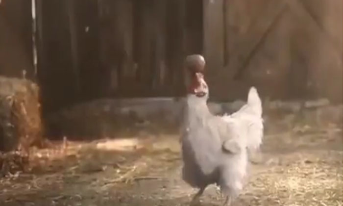  Viral Video: Dazzling Chicken Doing A Stunt With The Egg He Laid If Not Viral-vi-TeluguStop.com