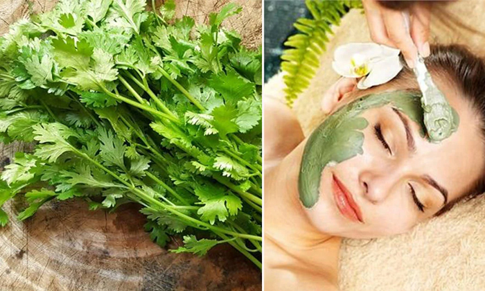  Coriander Leaves Helps To Reduce Blackheads! Coriander Leaves, Blackheads, Benef-TeluguStop.com