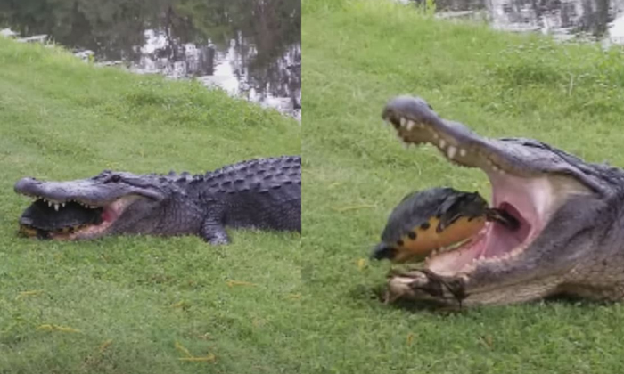  Viral Video Crocodile Trying To Eat A Turtle If Not, Crocodile, Tries ,eat, Tu-TeluguStop.com