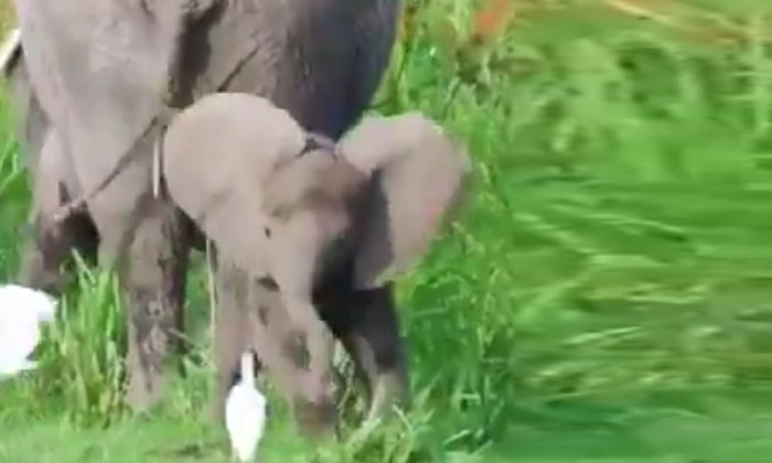  Viral Video: Bully Gajaraju Playing Tribe With Birds . Elephant , Palying , Vira-TeluguStop.com